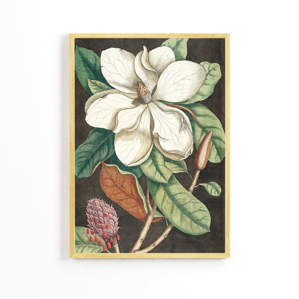 Natural Magnolia Flower Poster