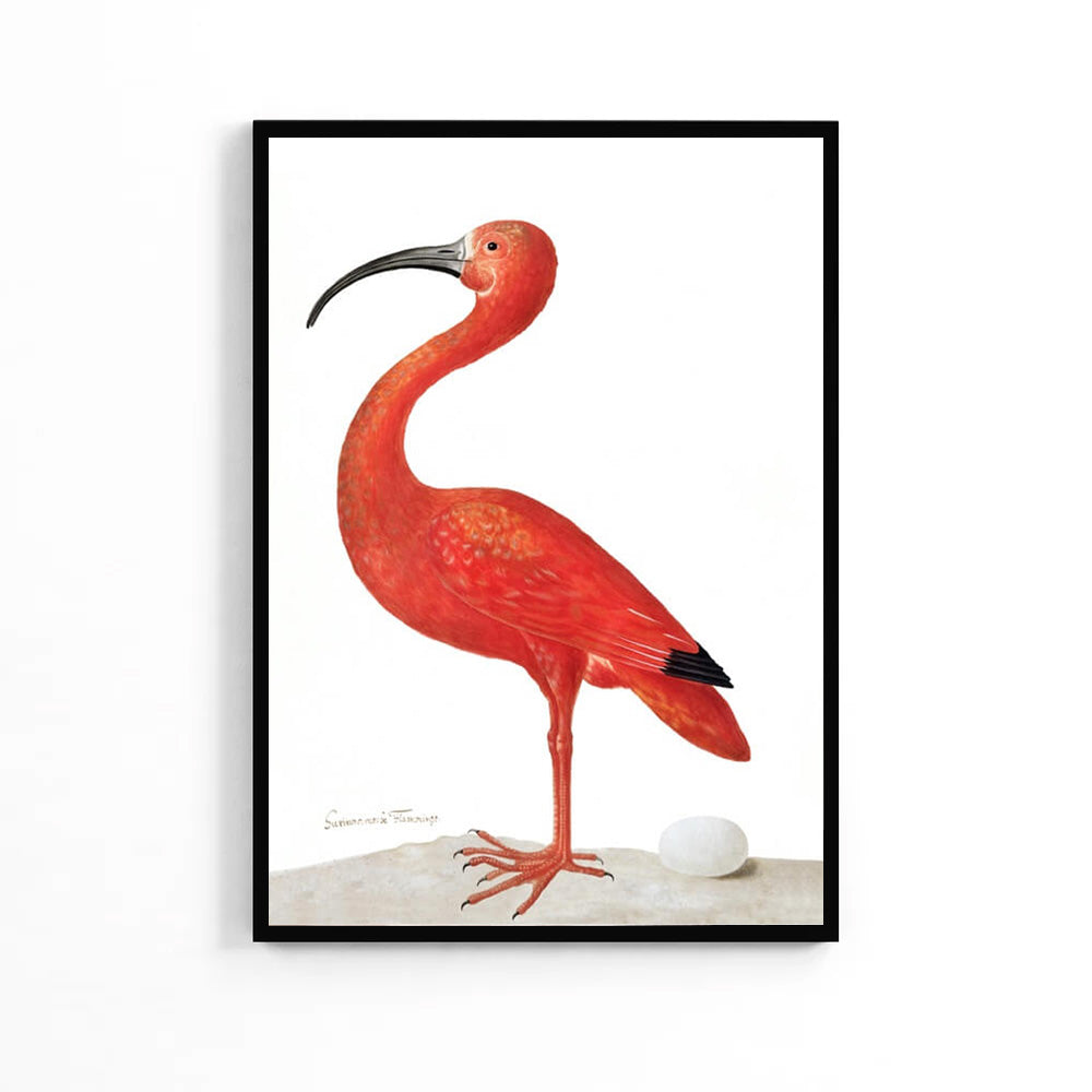 Natural Flamingo Poster