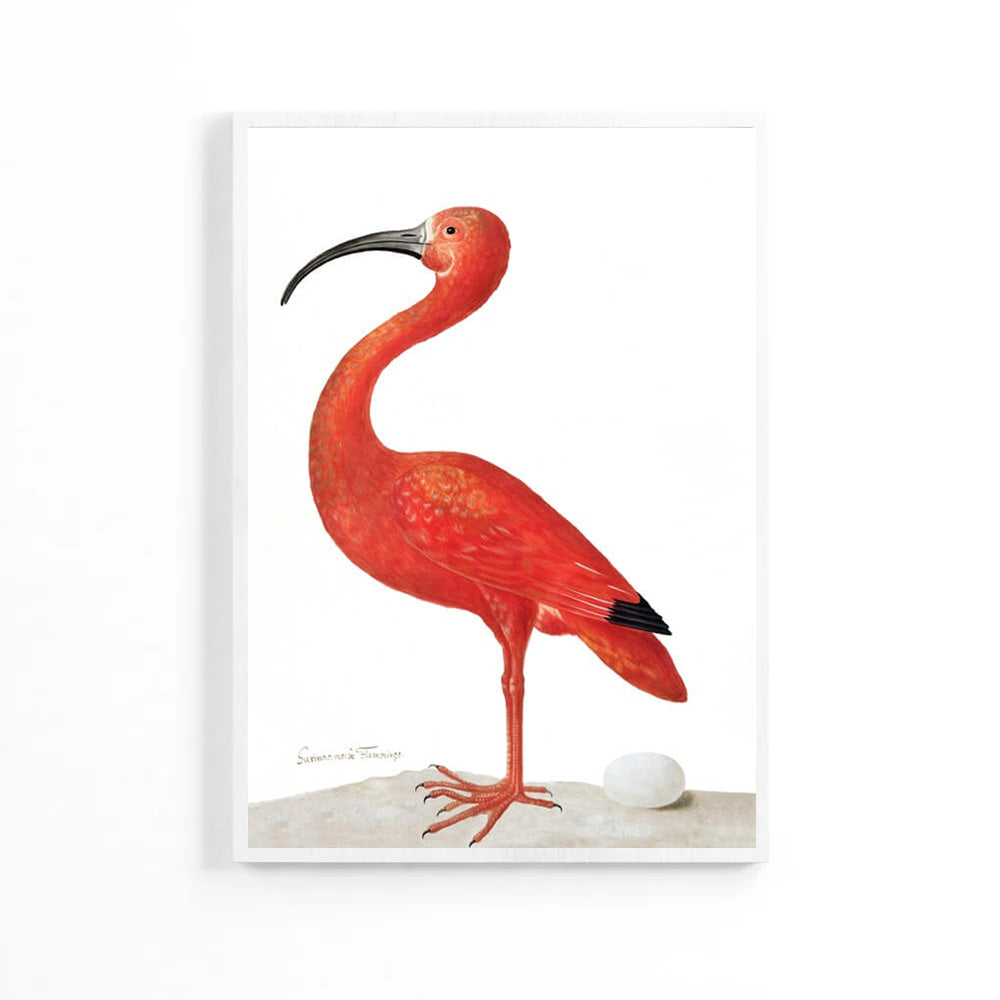 Natural Flamingo Poster