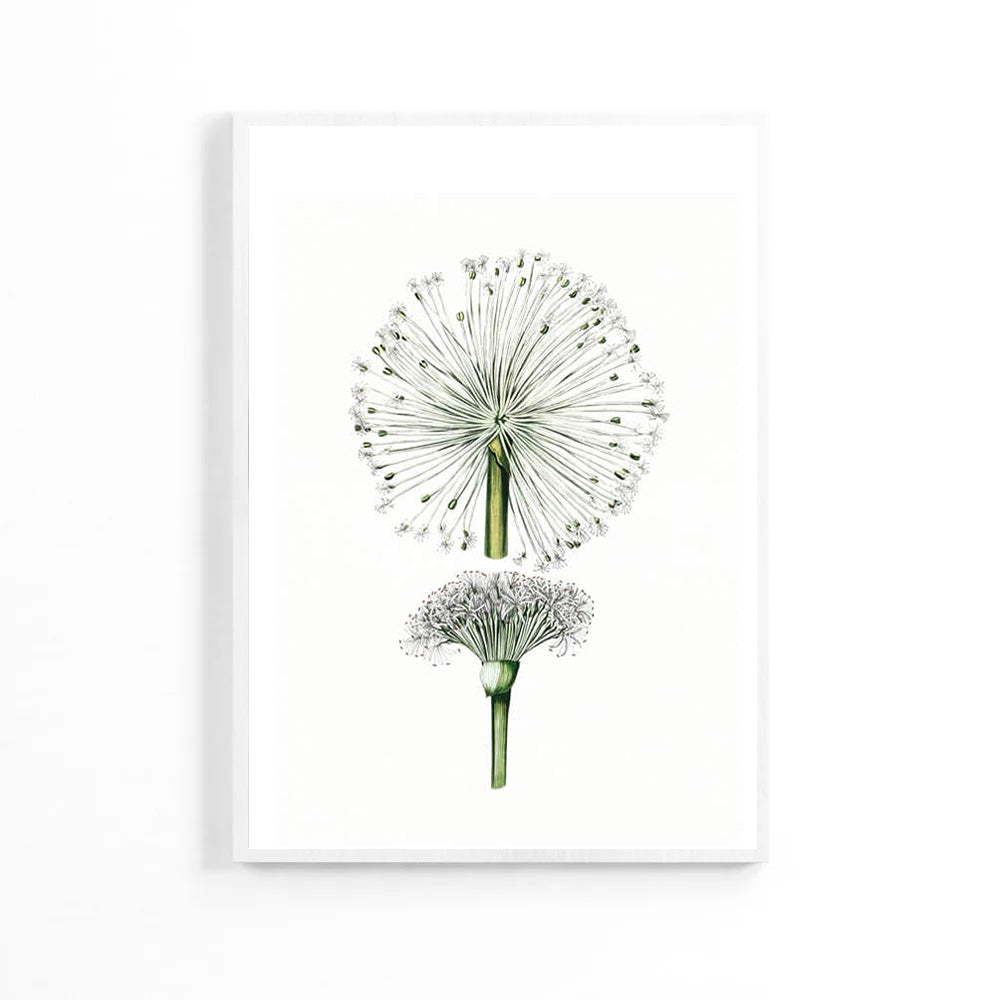Summer Dandelion Poster