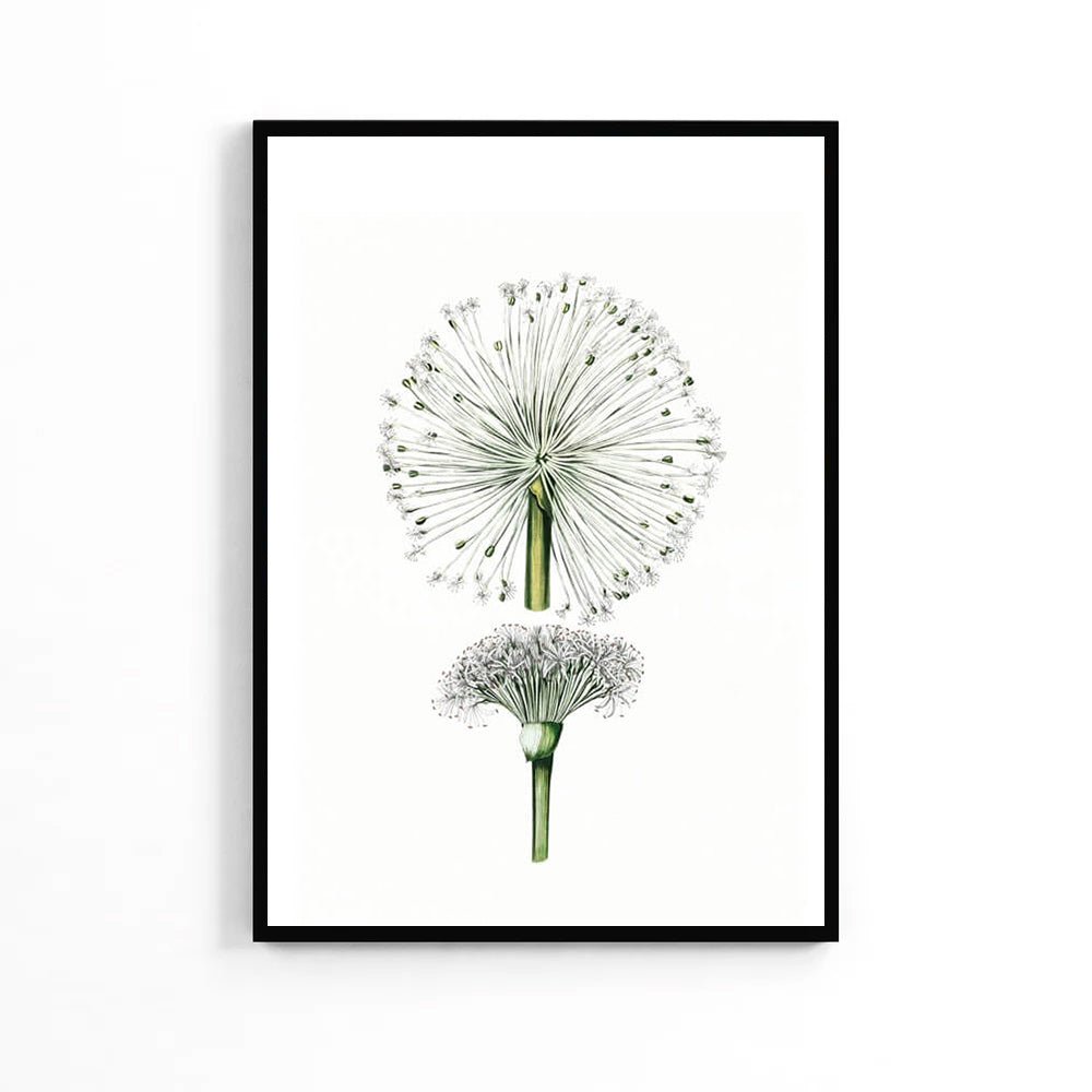 Summer Dandelion Poster