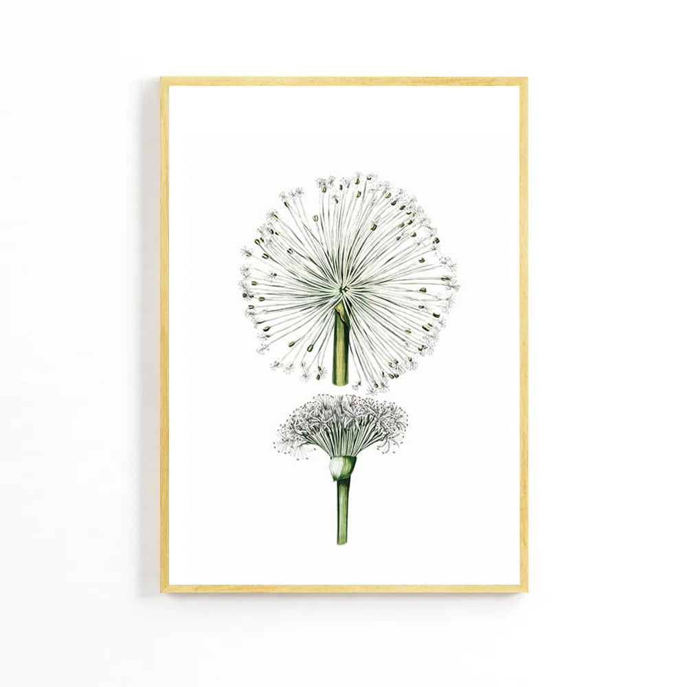 Summer Dandelion Poster